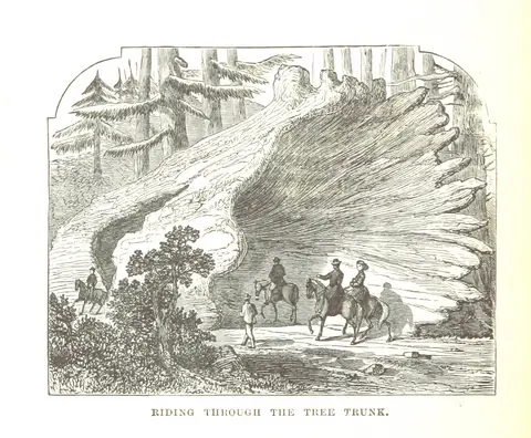 Horse from "Discovery of the Yosemite, and the Indian War of 1851, which led to that event ... Third edition, revised, etc".