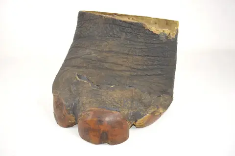 Elephant Foot