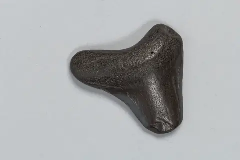 Oracle bone