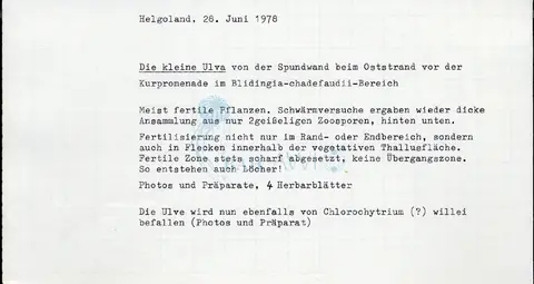 Ulva tenera Kornmann et Sahling