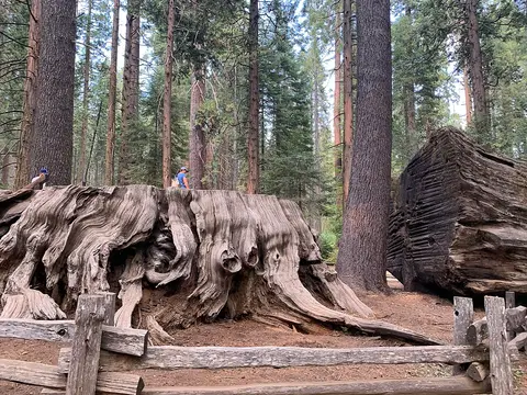 US CA SP Calaveras Big Trees Discovery Tree 2