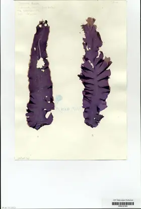 Porphyra dioica J. Brodie et L. M. Irvine