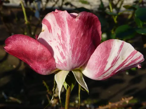 Rosa “Henri Matisse®”