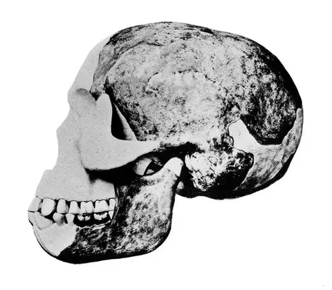 Skull of the "Eoanthropus Dawsoni" (Piltdown Man)