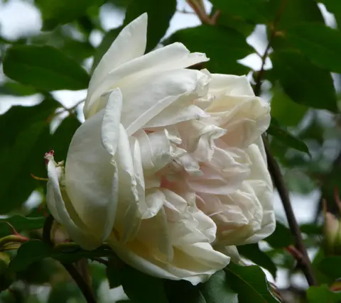 Rosa 'Parks' Yellow Tea-scented China'