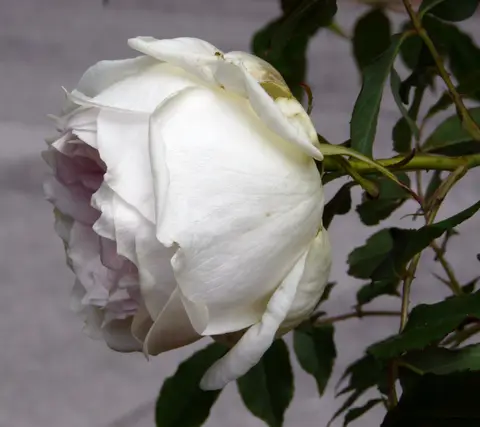 Rosa 'Parks' Yellow Tea-scented China'