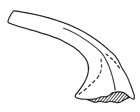 Acodus firmus