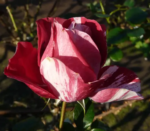 Rosa 'Henri Matisse ®'