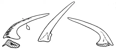 Acodus firmus