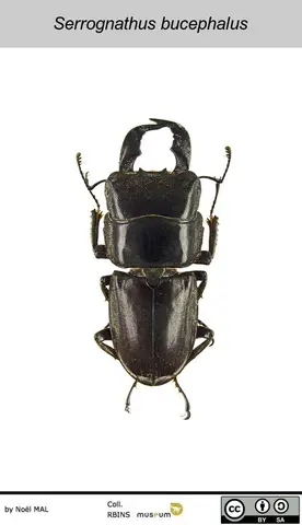 Serrognathus bucephalus