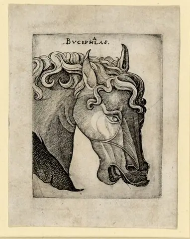 Bucephalus