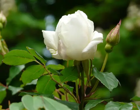 Rosa 'Parks' Yellow Tea-scented China'