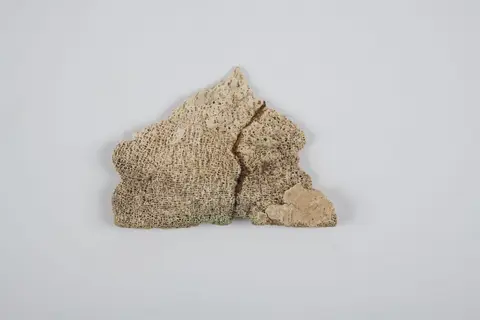 Oracle bone
