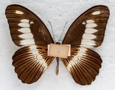Papilio zenobia