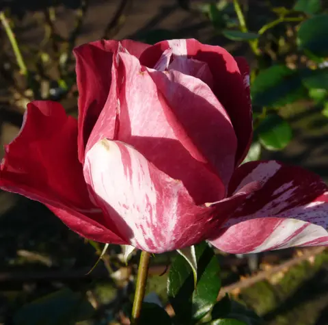 Rosa “Henri Matisse®”