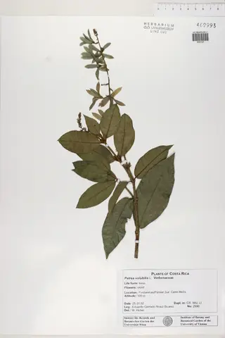Petrea volubilis L.