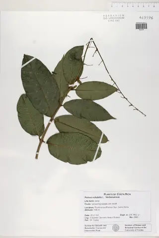 Petrea volubilis L.