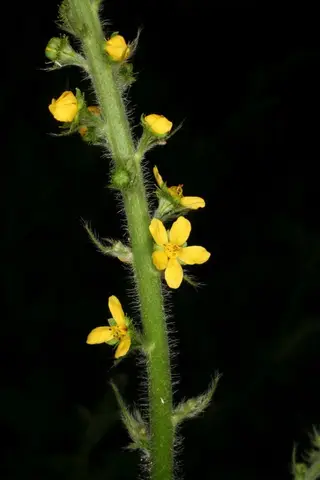 Agrimonia eupatoria L. Agrimony, Eupatorium, Maudlein. Perennial herb. The species name comes from king Mithridates Eupator VI of Pontus (132-63 BC) who took regular doses of poison to develop an immunity to them. A 'Mithridate' was a medicine against poisons. Distribution: N. and S. Africa, N. Asia, Europe. '…provokes urine and the terms [periods], dries the brain, opens stoppings, helps the green sickness [iron deficiency anaemia], and profits such as have a cold weak liver outwardly applied it takes away the hardness of the matrix [=uterus] and fills hollow ulcers with flesh' (Culpeper, 1650). Dioscorides (Beck, 2005) recommends mashed leaves in hog's grease for healing scarring ulcers, and the seed in wine for dysentery and serpent bites. Goodyear's 1655 translation of Dioscorides (Gunther 2000) has this as cannabis, which Parkinson (1640) says is in error and summarises the manifold uses from classical authors, from removing splinters to stopping menorrhagia. Photographed in the Medicinal Garden of the Royal College of Physicians, London.