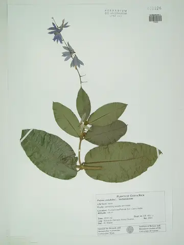 Petrea volubilis L.