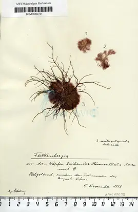 Falkenbergia F. Schmitz